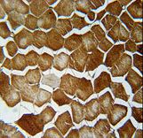 ORML2 Antibody immunohistochemistry of formalin-fixed and paraffin-embedded human skeletal muscle followed by peroxidase-conjugated secondary antibody and DAB staining.