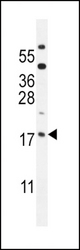 ORMDL3 Antibody western blot of mouse testis tissue lysates (35 ug/lane). The ORMDL3 antibody detected the ORMDL3 protein (arrow).