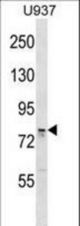 OS9 Antibody western blot of U937 cell line lysates (35 ug/lane). The OS9 antibody detected the OS9 protein (arrow).