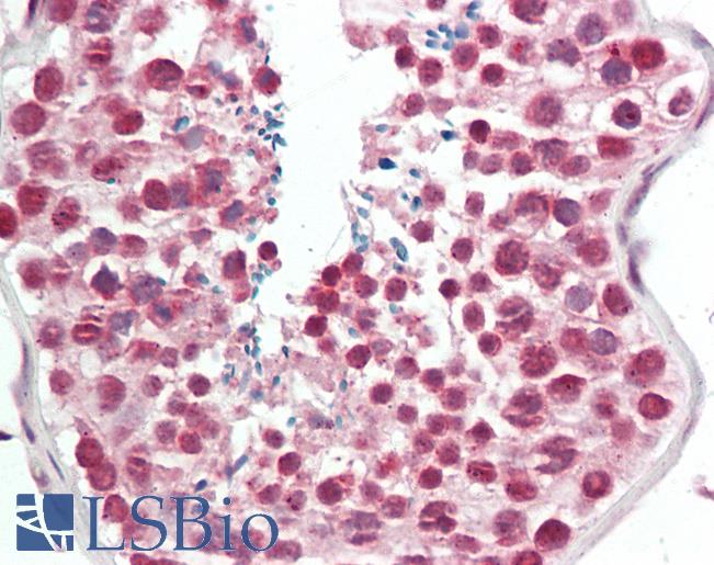 Anti-OS9 antibody IHC staining of human testis. Immunohistochemistry of formalin-fixed, paraffin-embedded tissue after heat-induced antigen retrieval.