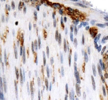 Staining of OS-9 in mouse smooth muscle.