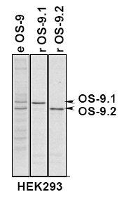 Immunoprecipitation of OS-9.1 and OS-9.2 in total HEK293 cells, HEK293 cells expressing OS-9.1 or OS-9.2.