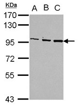 Sample (30 ug of whole cell lysate) A: Jurkat B: Raji C: K562 7.5% SDS PAGE OSBP antibody diluted at 1:1000