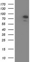 HEK293T cells were transfected with the pCMV6-ENTRY control (Left lane) or pCMV6-ENTRY OSBPL11 (Right lane) cDNA for 48 hrs and lysed. Equivalent amounts of cell lysates (5 ug per lane) were separated by SDS-PAGE and immunoblotted with anti-OSBPL11.