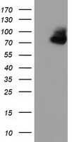 HEK293T cells were transfected with the pCMV6-ENTRY control (Left lane) or pCMV6-ENTRY OSBPL11 (Right lane) cDNA for 48 hrs and lysed. Equivalent amounts of cell lysates (5 ug per lane) were separated by SDS-PAGE and immunoblotted with anti-OSBPL11.