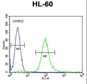 METTL10 Antibody flow cytometry of HL-60 cells (right histogram) compared to a negative control cell (left histogram). FITC-conjugated goat-anti-rabbit secondary antibodies were used for the analysis.