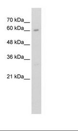 HepG2 Cell Lysate