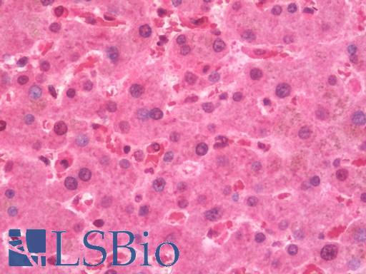 Anti-OSBPL9 antibody IHC staining of human liver. Immunohistochemistry of formalin-fixed, paraffin-embedded tissue after heat-induced antigen retrieval. Antibody LS-B10876 concentration 7.5 ug/ml.