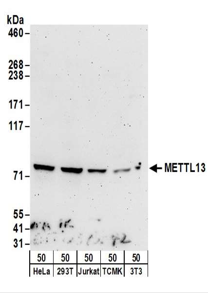 Detection of Human and Mouse METTL13 by Western Blot. Samples: Whole cell lysate (50 ug) from HeLa, 293T, Jurkat, mouse TCMK-1, and mouse NIH3T3 cells. Antibodies: Affinity purified rabbit anti-METTL13 antibody used for WB at 1 ug/ml. Detection: Chemiluminescence with an exposure time of 3 minutes.