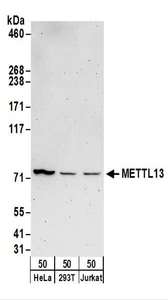 Detection of Human METTL13 by Western Blot. Samples: Whole cell lysate (50 ug) from HeLa, 293T, and Jurkat cells. Antibodies: Affinity purified rabbit anti-METTL13 antibody used for WB at 0.4 ug/ml. Detection: Chemiluminescence with an exposure time of 3 minutes.