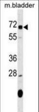 OSGIN1 Antibody western blot of mouse bladder tissue lysates (35 ug/lane). The OSGIN1 antibody detected the OSGIN1 protein (arrow).