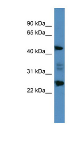 OSGIN2 antibody LS-C135706 Western blot of HepG2 cell lysate.