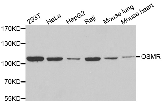 Western blot analysis of extracts of various cell lines, using OSMR antibody.