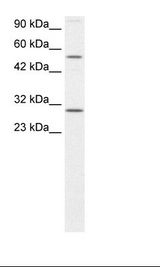 Hela Cell Lysate