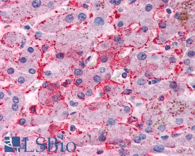 Anti-OSTC antibody LS-A9860 IHC of human liver. Immunohistochemistry of formalin-fixed, paraffin-embedded tissue after heat-induced antigen retrieval.