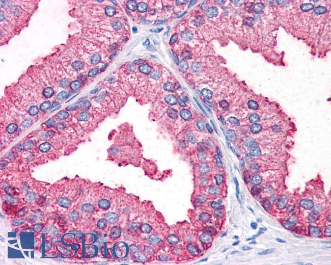 Anti-OSTC antibody LS-A9860 IHC of human prostate. Immunohistochemistry of formalin-fixed, paraffin-embedded tissue after heat-induced antigen retrieval.