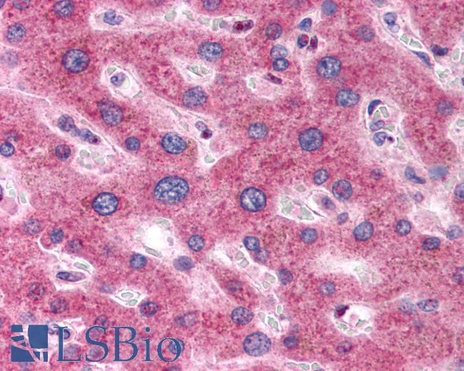 Anti-OSTC antibody LS-A9861 IHC of human liver. Immunohistochemistry of formalin-fixed, paraffin-embedded tissue after heat-induced antigen retrieval.