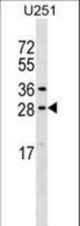 OSTF1 Antibody western blot of U251 cell line lysates (35 ug/lane). The OSTF1 antibody detected the OSTF1 protein (arrow).