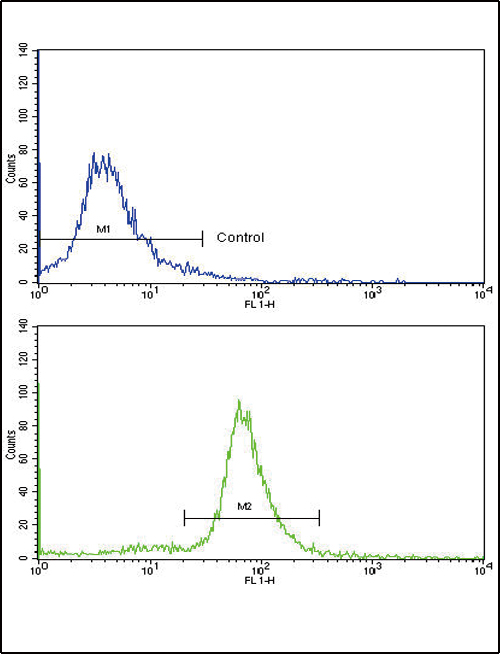 Flow cytometric of ATDC5 cells using OTC Antibody (bottom histogram) compared to a negative control cell (top histogram). FITC-conjugated goat-anti-rabbit secondary antibodies were used for the analysis.