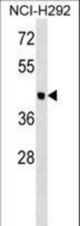OTOL1 Antibody western blot of NCI-H292 cell line lysates (35 ug/lane). The OTOL1 antibody detected the OTOL1 protein (arrow).