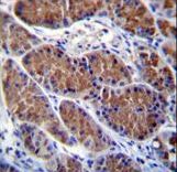 OTOP1 Antibody immunohistochemistry of formalin-fixed and paraffin-embedded human stomach tissue followed by peroxidase-conjugated secondary antibody and DAB staining.
