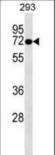OTOP2 Antibody western blot of 293 cell line lysates (35 ug/lane). The OTOP2 antibody detected the OTOP2 protein (arrow).