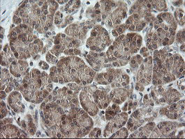 IHC of paraffin-embedded Human pancreas tissue using anti-OTUB1 mouse monoclonal antibody. (Heat-induced epitope retrieval by 10mM citric buffer, pH6.0, 100C for 10min).