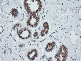 IHC of paraffin-embedded Human breast tissue using anti-OTUB1 mouse monoclonal antibody. (Heat-induced epitope retrieval by 10mM citric buffer, pH6.0, 100C for 10min).