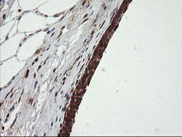 IHC of paraffin-embedded Human bladder tissue using anti-OTUB1 mouse monoclonal antibody.
