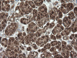 IHC of paraffin-embedded Human pancreas tissue using anti-OTUB1 mouse monoclonal antibody.