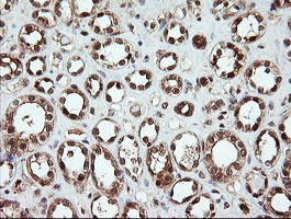 IHC of paraffin-embedded Human Kidney tissue using anti-OTUB1 mouse monoclonal antibody.
