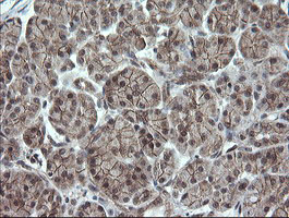 IHC of paraffin-embedded Human pancreas tissue using anti-OTUB1 mouse monoclonal antibody.