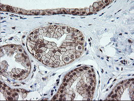 IHC of paraffin-embedded Human breast tissue using anti-OTUB1 mouse monoclonal antibody.