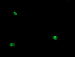 Anti-OTUB1 mouse monoclonal antibody immunofluorescent staining of COS7 cells transiently transfected by pCMV6-ENTRY OTUB1.