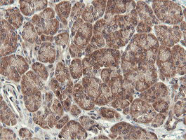 IHC of paraffin-embedded Human pancreas tissue using anti-OTUB1 mouse monoclonal antibody.