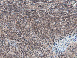 IHC of paraffin-embedded Human tonsil using anti-OTUB1 mouse monoclonal antibody.