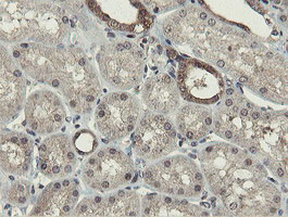 IHC of paraffin-embedded Human Kidney tissue using anti-OTUB1 mouse monoclonal antibody.