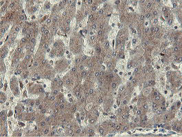 IHC of paraffin-embedded Human liver tissue using anti-OTUB1 mouse monoclonal antibody.