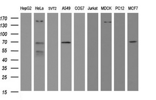 Western blot of extracts (35 ug) from 9 different cell lines by using g anti-METT10D monoclonal antibody (HepG2: human; HeLa: human; SVT2: mouse; A549: human; COS7: monkey; Jurkat: human; MDCK: canine; PC12: rat; MCF7: human).