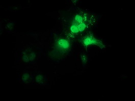 Anti-OTUB2 mouse monoclonal antibody immunofluorescent staining of COS7 cells transiently transfected by pCMV6-ENTRY OTUB2.