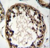 OTUD1 Antibody immunohistochemistry of formalin-fixed and paraffin-embedded human testis tissue followed by peroxidase-conjugated secondary antibody and DAB staining.