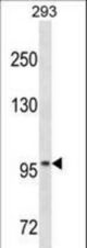 OTUD7A Antibody western blot of 293 cell line lysates (35 ug/lane). The OTUD7A antibody detected the OTUD7A protein (arrow).