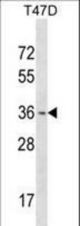 OTX1 Antibody western blot of T47D cell line lysates (35 ug/lane). The OTX1 antibody detected the OTX1 protein (arrow).