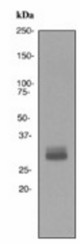 Western blot analysis on Y79 cell lysate using anti-OTX2 antibody (LS-C105729).