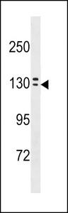 OVCH1 Antibody western blot of A549 cell line lysates (35 ug/lane). The OVCH1 antibody detected the OVCH1 protein (arrow).