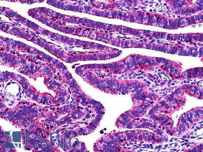 Anti-OVGP1 antibody IHC of human fallopian tube. Immunohistochemistry of formalin-fixed, paraffin-embedded tissue after heat-induced antigen retrieval. Antibody LS-B5094 concentration 5 ug/ml.