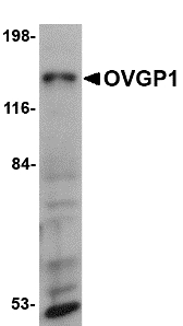 Western blot of OVGP1 in 3T3 cell lysate with OVGP1 antibody at 1 ug/ml.
