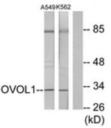 Western blot of extracts from K562/A549 cells, using OVOL1 Antibody. The lane on the right is treated with the synthesized peptide.