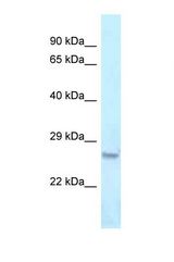 Western blot of Mouse Liver. Ovol2 antibody dilution 1.0 ug/ml.