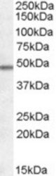 Antibody (0.5 ug/ml) staining of Frontal Cortex lysate (35 ug protein in RIPA buffer). Primary incubation was 1 hour. Detected by chemiluminescence.
